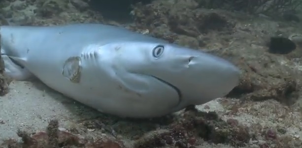 Bestialskie amputacje płetw rekinów. Szokujące wideo - GospodarkaMorska.pl